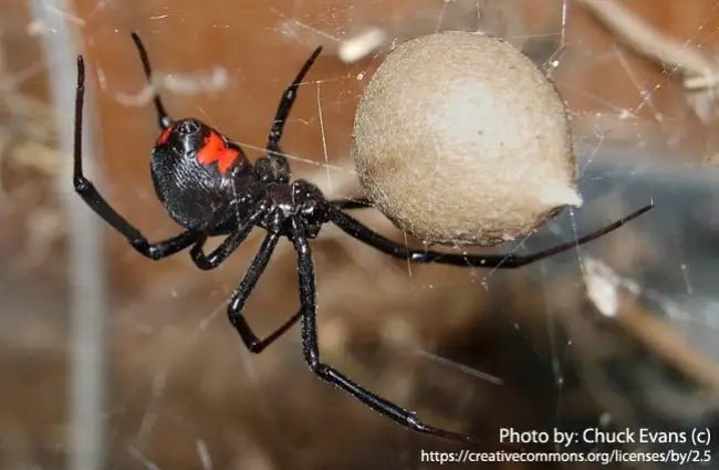 Black Widow Spider Description Habitat Image Diet And Interesting Facts