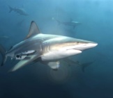 Close Up Of A Blacktip Shark, Off The Coast Of South Africa. (C) Faup Www.fotosearch.com 