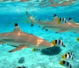 Blacktip Sharks In The Ultra-Clear Waters Of Tahiti.(C) Pljvv Www.fotosearch.com