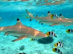 Blacktip sharks in the ultra-clear waters of Tahiti.(c) pljvv www.fotosearch.com