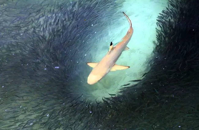 Blacktip shark feeding in shallow waters.(c) RuthBlack www.fotosearch.com