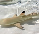 Baby Blacktip Shark, Swimming Over White Sands.(C) Sekundator Www.fotosearch.com