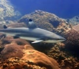A Blacktip Shark At Palong Divesite, Thailand. (C) Kjorgen Www.fotosearch.com