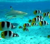 A Blacktip Shark Chasing Butterfly Fish.(C) Pljvv Www.fotosearch.com