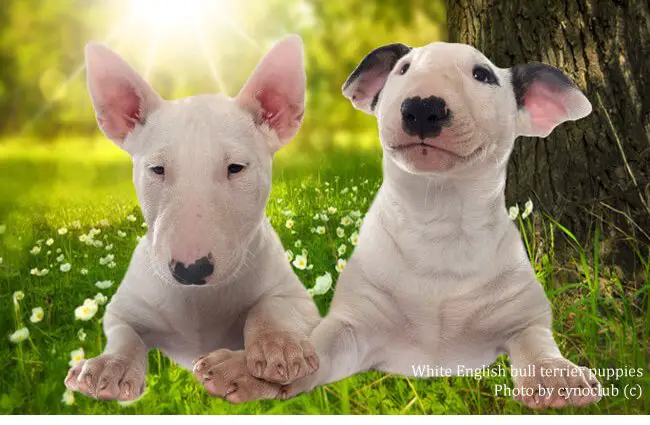 are bull terrier high energy