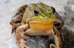 Bullfrog sitting on a rock in a swamp.Photo by: (c) ygluzber www.fotosearch.com