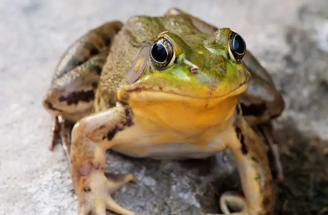 Bullfrog sitting on a rock in a swamp.Photo by: (c) ygluzber www.fotosearch.com