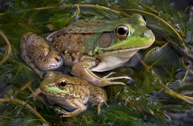 An adult and baby bullfrog sitting in a pond full of weeds. Photo by: (c) CathyKeifer www.fotosearch.com