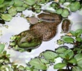Bullfrog In A Pond. Photo By: (C) Sgarton Www.fotosearch.com