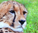 Young Male Cheetah Relaxing In The Sun.