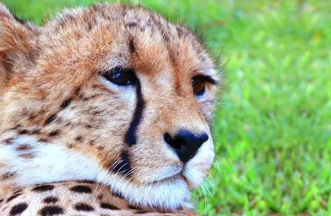 Jeune guépard mâle se détendant au soleil.