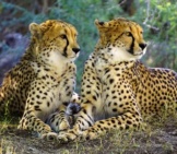A Pair Of Cheetahs In Repose.
