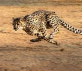 Cheetah Running Across The Plain.
