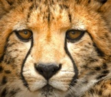 Closeup Of A Cheetah&#039;S Face - Notice The Runny Makeup Marking Of The Eyes.