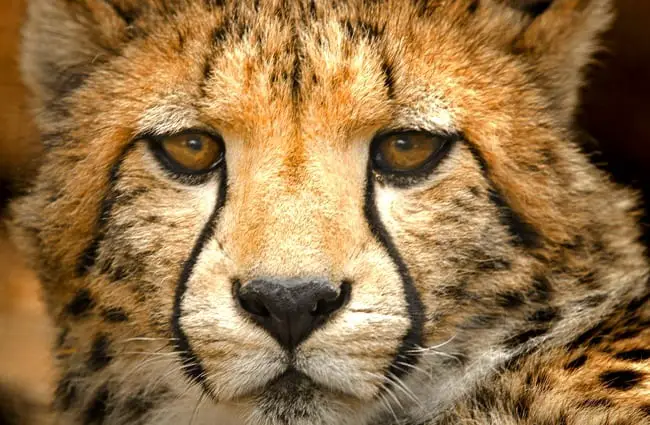 Closeup van het gezicht van een cheetah#039;s - let op de uitgelopen make-up markering van de ogen.