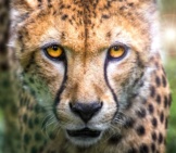 A Stunning Cheetah Closeup.