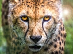 A stunning cheetah closeup.