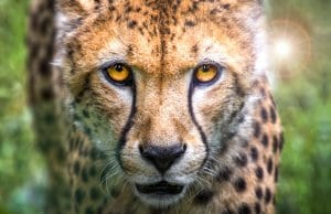 A stunning cheetah closeup.