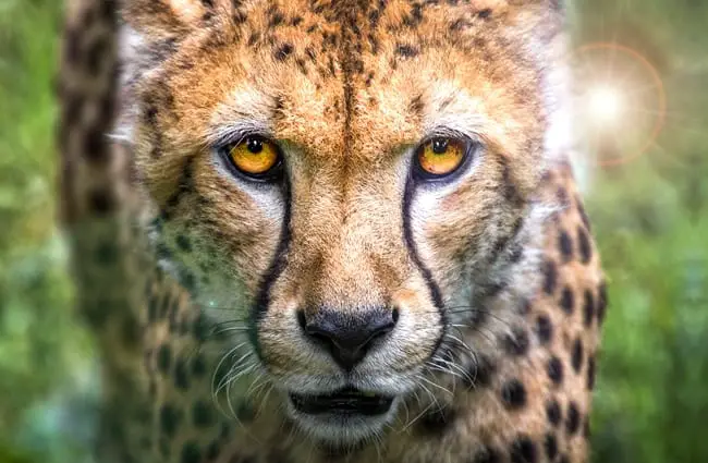 A stunning cheetah closeup.