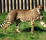 Cheetah Pacing In A Zoo Enclosure.