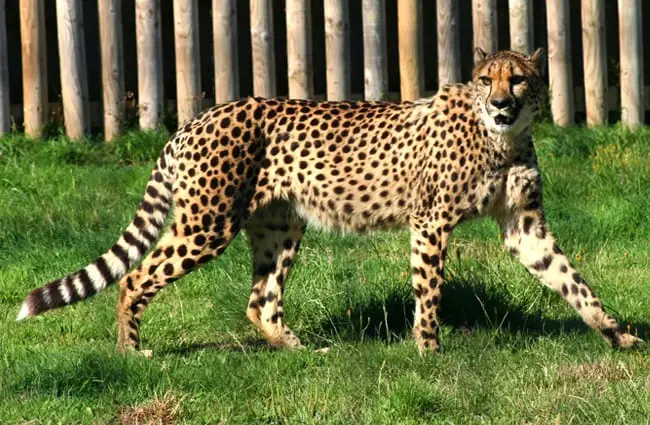 Cheetah pacing in a zoo enclosure.