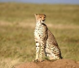 Young Cheetah Looking Across The Grassy Plain.