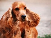 Cocker Spaniel Beautiful, flowing ears of a cocker spaniel.