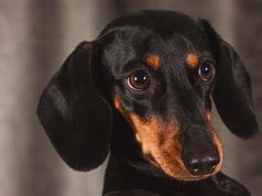 Closeup of a black and tan miniature dachshund.