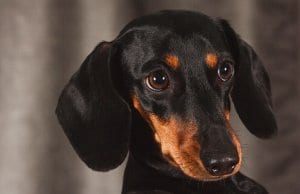 Closeup of a black and tan miniature dachshund.