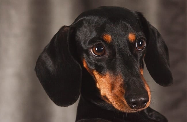 Closeup of a black and tan miniature dachshund.