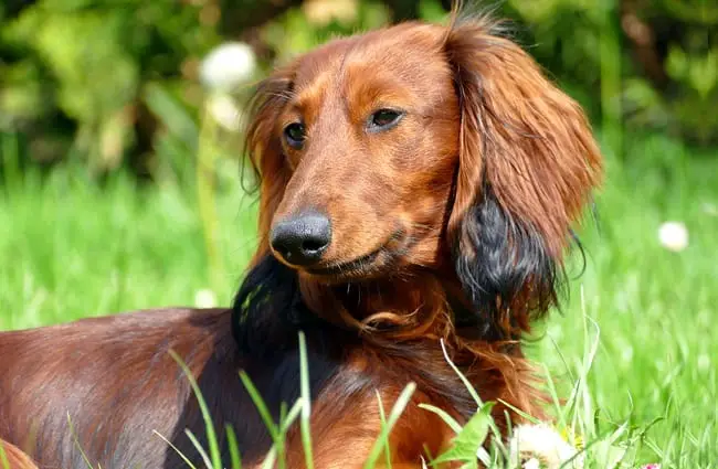 Red long-haired dachshund.
