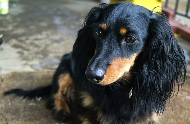 Black and tan long-haired dachshund.