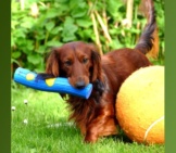 Long-Haired Dachshund Playing With Over-Sized Toys In The Yard.
