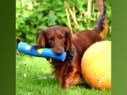 Long-haired dachshund playing with over-sized toys in the yard.