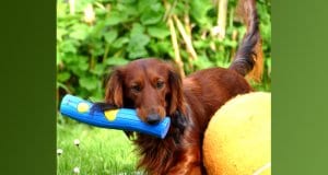 Long-haired dachshund playing with over-sized toys in the yard.