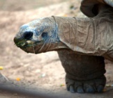 Desert Tortoise 5