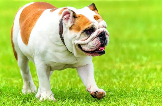 English Bulldog - Description, Energy Level, Health, Image, and Interesting Facts