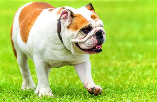 do english bulldogs get pimples