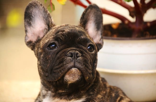 French Bulldog - Description, Energy Level, Health, Image, and Interesting Facts