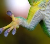 Gecko 1