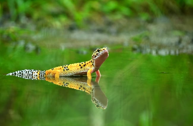 Habitat Repitals   Jungle Vine Décor d'Habitat Naturel pour Geckos 
