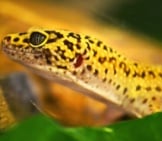 Gecko 7_Leopard