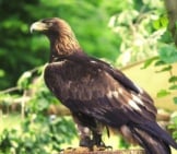 Golden Eagle 3
