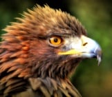 Golden Eagle 5
