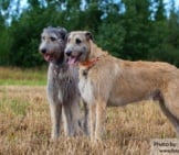 Irish Wolfhound 5