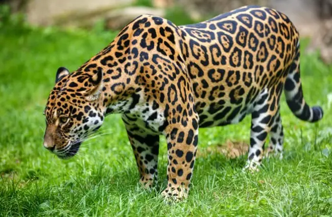 Jaguar - Description, Habitat, Image, Diet, and Interesting Facts
