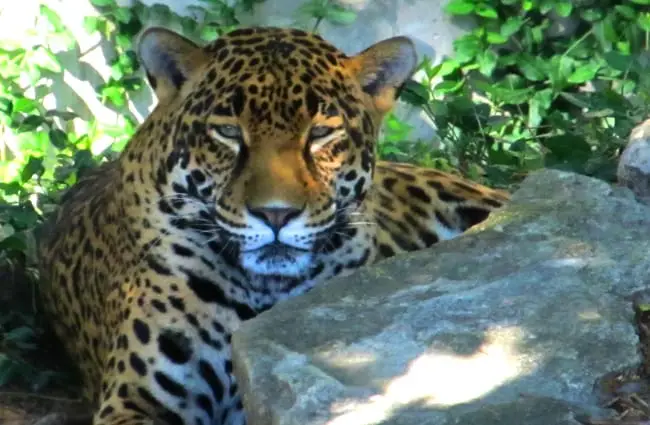 Jaguar - Description, Habitat, Image, Diet, and ...