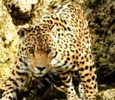 Jaguar 5