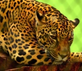 Jaguar 6