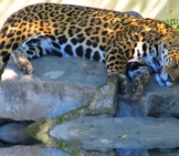 Jaguar 7